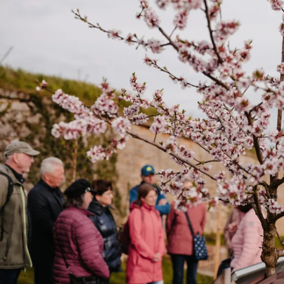 Bild: Dürkheims grünes Herz
