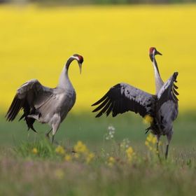 Bild: Faszination Kranich - Sylva Juhnke