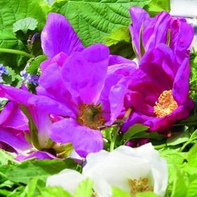 Bild: Wildkräuterführung - Jana Plewa