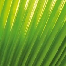 Bild: Jazz unter Palmen