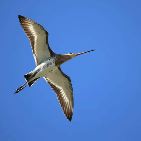 Bild: Ornithologische Führungen mit Friedemann Bartz