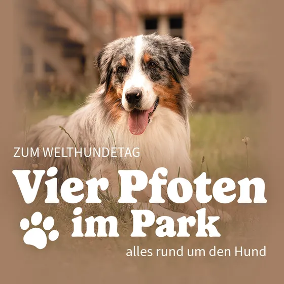 Bild: Vier Pfoten im Park - Hundemesse