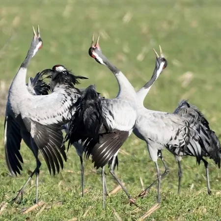 Bild: Auf den Spuren des Kranichs - Karsten Peter