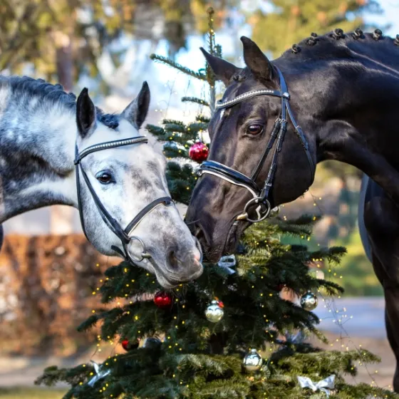 Bild: Hengste im Advent