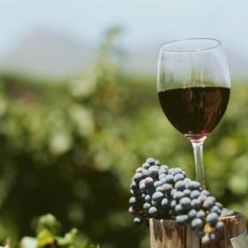 Bild: Weinmesse Metropolregion Montpellier