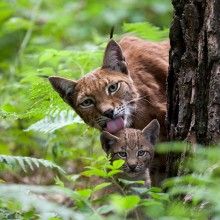 Bild: Wildnis vor der Haustür - Klaus Echle