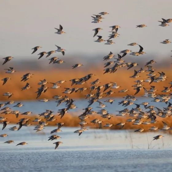 Bild: Ornithologische Führungen mit Friedemann Bartz