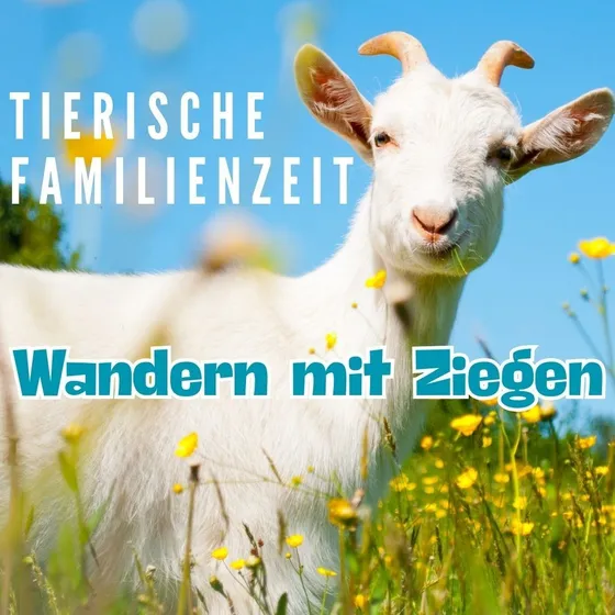 Bild: Ziegenwanderung in Zingst