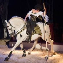 Bild: Circus Carelli - Nürnberg