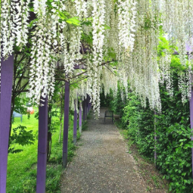 Bild: Klassik im Gartenzimmer - Schlosspark Oranienburg