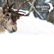 Bild: Rentier-Patenschaft - Zoo Hannover