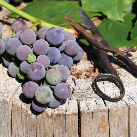 Bild: Flörsheimer Weinseminar