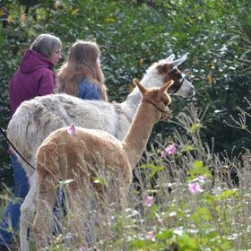 Bild: Alpakas im Park - Bad Bevensen