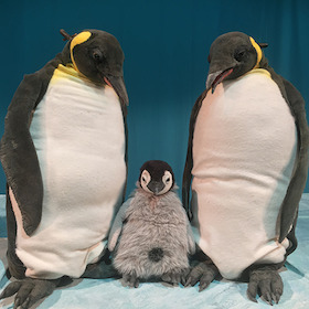 Bild: marotte Theater - Pit Pinguin