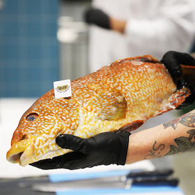 Bild: Edutainment - Fischfiletierkurs