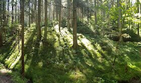 Bild: Waldbaden - Gästeführung