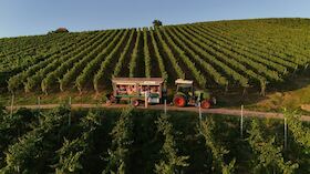 Bild: Picknick & Wein in den Reben