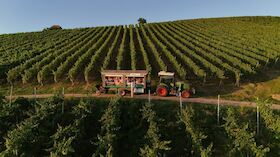 Bild: Picknick & Wein in den Reben