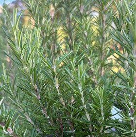 Bild: Destillations-Workshops - Workshop: Rosmarin-Destillation