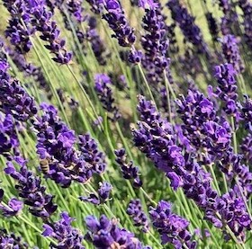 Bild: Destillations-Workshops - Workshop: Lavendel-Destillation