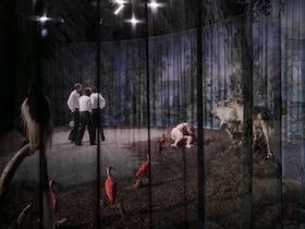 Bild: Die kleinen Meerjungraun