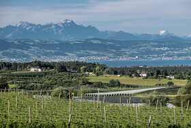 Bild: Von Brauern und Bauern – Tettnangs Weg zur Hopfenstadt - Führung mit Hopfengartenvesper auf dem Hopfenpfad