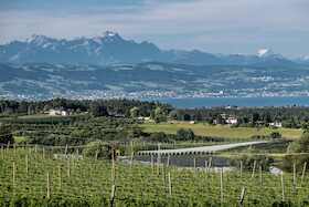 Bild: Von Brauern und Bauern – Tettnangs Weg zur Hopfenstadt - Führung mit Hopfengartenvesper auf dem Hopfenpfad