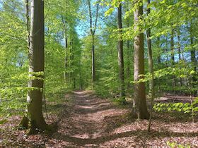 Bild: Frühlingswanderung durch den Veerßer Wald und zur Ottenburg