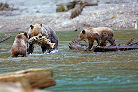 Bild: Abenteuer Fernweh: Faszination Yukon und Alaska