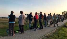 Bild: Abendeinflug Kraniche