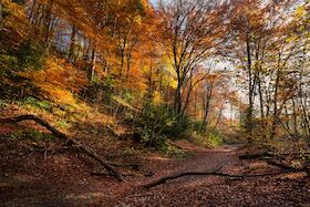 Bild: Wanderung durch das Naturschutzgebiet „Im Sieken und Bruch“