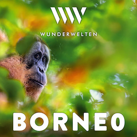 Bild: WunderWelten: Borneo - Dschungelleben