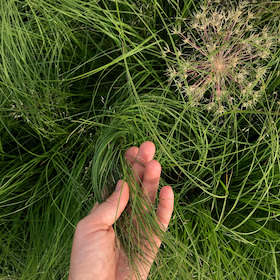 Bild: Designing with Nature (DE)