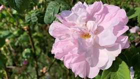 Bild: destillations-workshop: rose