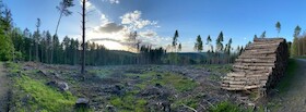 Bild: Mein Wald – Fünf Jahre zwischen Mythos und Holz