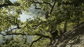 Bild: Kellerwald-Edersee – Ein Urwald in Europa