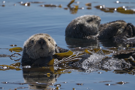 Bild: Mission Seeotter – Rettung für Kaliforniens Kelpwälder