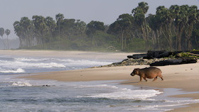 Bild: Surfing Hippos – Der Strand der Dschungeltiere