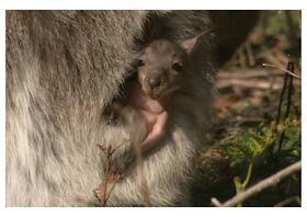 Bild: Tasmaniens wundersame Tierwelt – Die Insel der Schnabeltiere