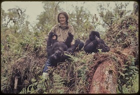Bild: Dian Fossey – Ihr Leben für die Gorillas