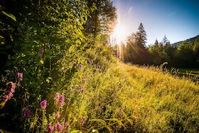Bild: Herbstzeit ist Wurzelzeit