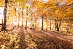 Bild: Wald- und Wiesenwanderung 2026
