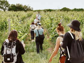 Bild: Saisonabschluss Weinwanderung: Herbstgenusstour mit Weinprobe