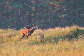 Bild: Hirschbrunft am Darßer Ort