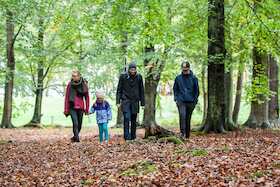 Bild: Spaziergang im Osterwald - Osterwald und Mammutbaum - ein geführter Waldspaziergang