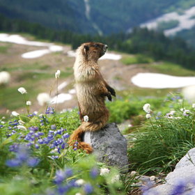 Bild: Murmeltierwanderung