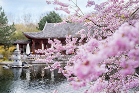 Sakura Führung durch die Gärten der Welt Heute um 1330 Uhr 12685
