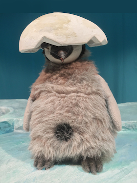 Bild: Pit Pinguin (ab 3 Jahren)