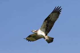 Bild: Adlersafari-Radtour - im Revier von See- und Fischadler