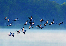 Bild: Kranich-Ticket - Wanderung zum abendlichen Kranicheinflug